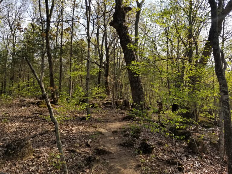 Path in Forest with Green Trees Blooming | 4 Simple Things To Make A Part Of Your Morning Routine
