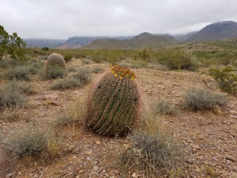 Barrel Cactus in Organ Mountain National Park | 7 Things to Stay in Balance