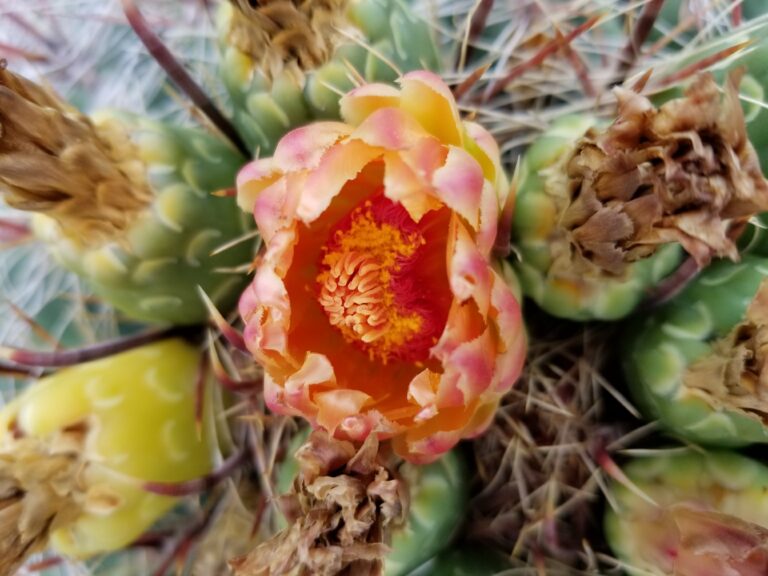 Flowers on top of Barrel Cactus | A Simple Prayer to Help Us Heal