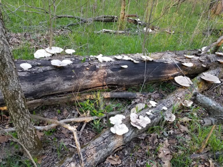 White Fungi on Fallen Logs and Green Grass in Park | 5 Things To Help Heal Spiritually